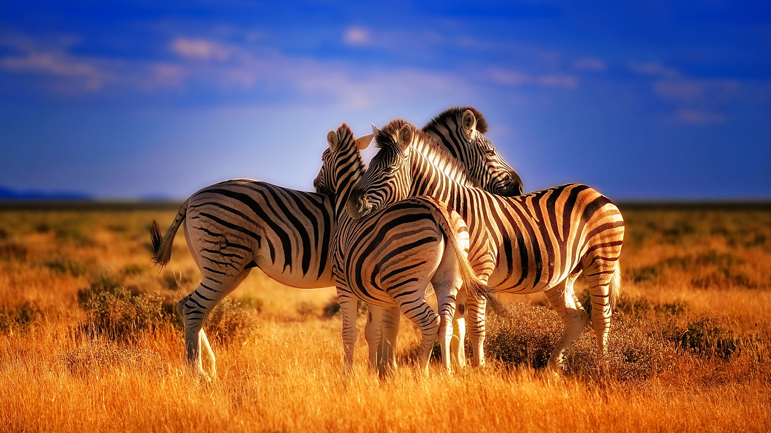 Three,Zebras,Caught,Showing,Love
